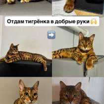 Бенгал кошка, в Казани