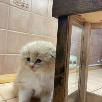 Отдам котят в добрые руки, в Коломне