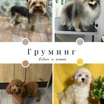 Груминг собак и кошек, в Краснодаре