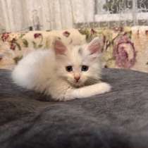 Котята, в Елеце