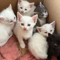 котята бесплатно элиста, в Элисте