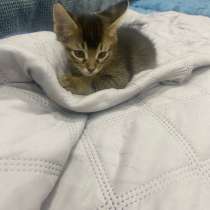 Котята Чаузи, в Барнауле