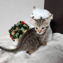 Котята в Австрии. Вена, Линц, Грац, Зальцбург, в г.Вена