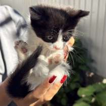 Котята в добрые руки, в Майкопе