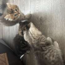 Котята в добрые руки, в Унече