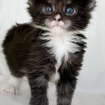 Maine Coon kittens, в г.Лос-Анджелес