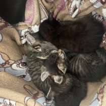 Котята, в Хабаровске