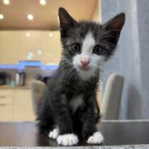 котёнок в добрые руки, в Сыктывкаре