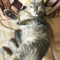 Отдам котят в хорошие руки, в Твери