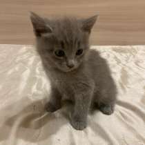 отдам котенка в добрые руки, в Гуково