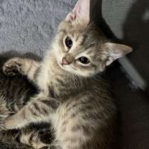 Котята, две милые девочки, в г.Алматы