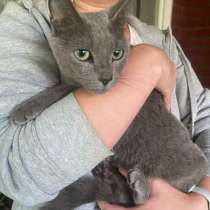 Кошка, в Дедовске