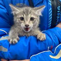 Отдам котенка, в Барнауле