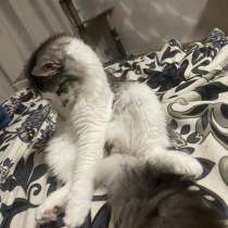Котенок, в Казани