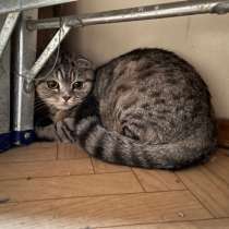 Кот/кошка, в Сургуте