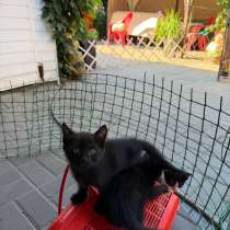 Котята в добрые руки, в Ростове-на-Дону