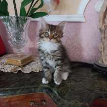 Продам котят мейкуна, в г.Рим