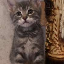 Котёнок в добрые руки, в Ставрополе
