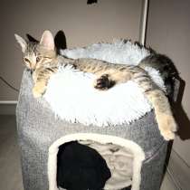 Котёнок в добрые руки, в Москве