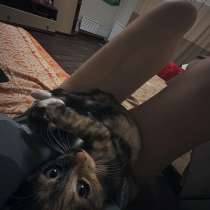 Отдам кошку в добрые руки, в Старом Осколе