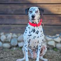 Далматин Чарли ищет дом// Dalmatian Help, в Москве