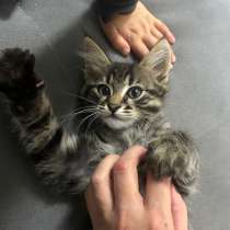 Отдам в добрые руки котят, в Дмитрове