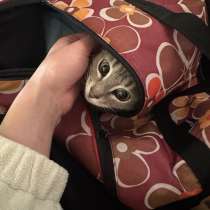Отдам котенка, в Чебоксарах