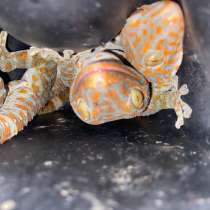 Геккон токи лат(gecko gecko), в Екатеринбурге