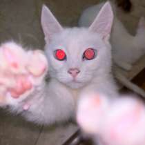 котенок, в Раменское