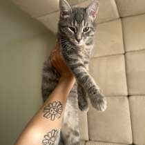 Ласковый котенок, в Румянцево