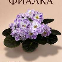 Фиалка ПТ- Юная пастушка Детка, в Отрадном