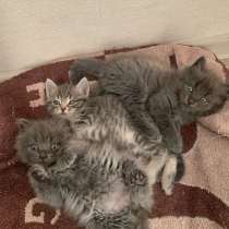 Отдам котят в добрые руки, в Кемерове
