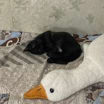 отдам котёнка в добрые руки бесплатно, в Волгограде