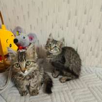 Котята мальчики в добрые руки❤️??, в Москве