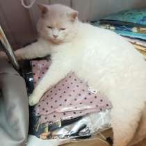 Отдам в добрые руки белого кота, в Твери