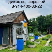 Уничтожение гнезд диких ос, шершней, в Хабаровске