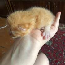 Котята бесплатно, в Твери
