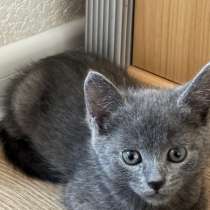 Британский короткошерстный котенок, в Обнинске