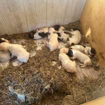 Продам щенков неметский курцхар, в Находке