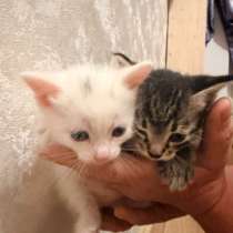 Котята, в Архангельске