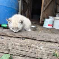 Отдам котят, в Котовске