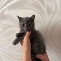 Британский котёнок, в Таганроге