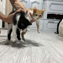 отдает котят в добрые руки, в Южно-Сахалинске