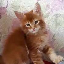 Large red Maine coon, в г.Cascina