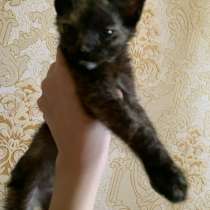 Котята, в Ливнах