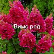 Метельчатая гортензия, в Волгограде