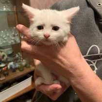 Котёнок в добрые руки, в Владимире