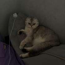 Кошка, в Туле