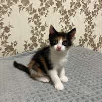Котенок в добрые руки, в Казани