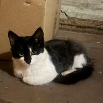 Котенок мальчик, в Новочеркасске